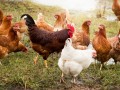 2017在农村养殖什么赚钱快?养什么鸡利润最高?大棚养鸡