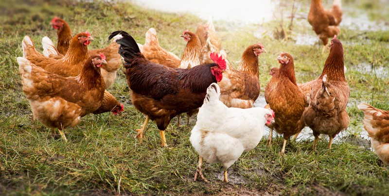 农村适合开什么厂：以养鸡厂为例的深入探究 第1张