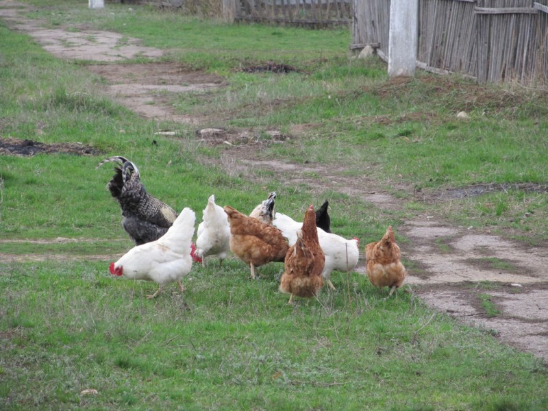 农村适合开什么厂：以养鸡厂为例的深入探究 第2张