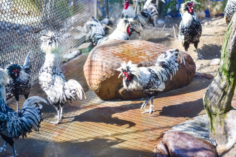 农村适合开什么厂：以养鸡厂为例的深入探究 第3张